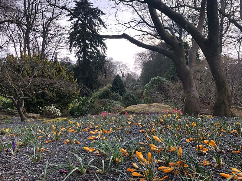 Flowers - Burn - Johnston Gardens